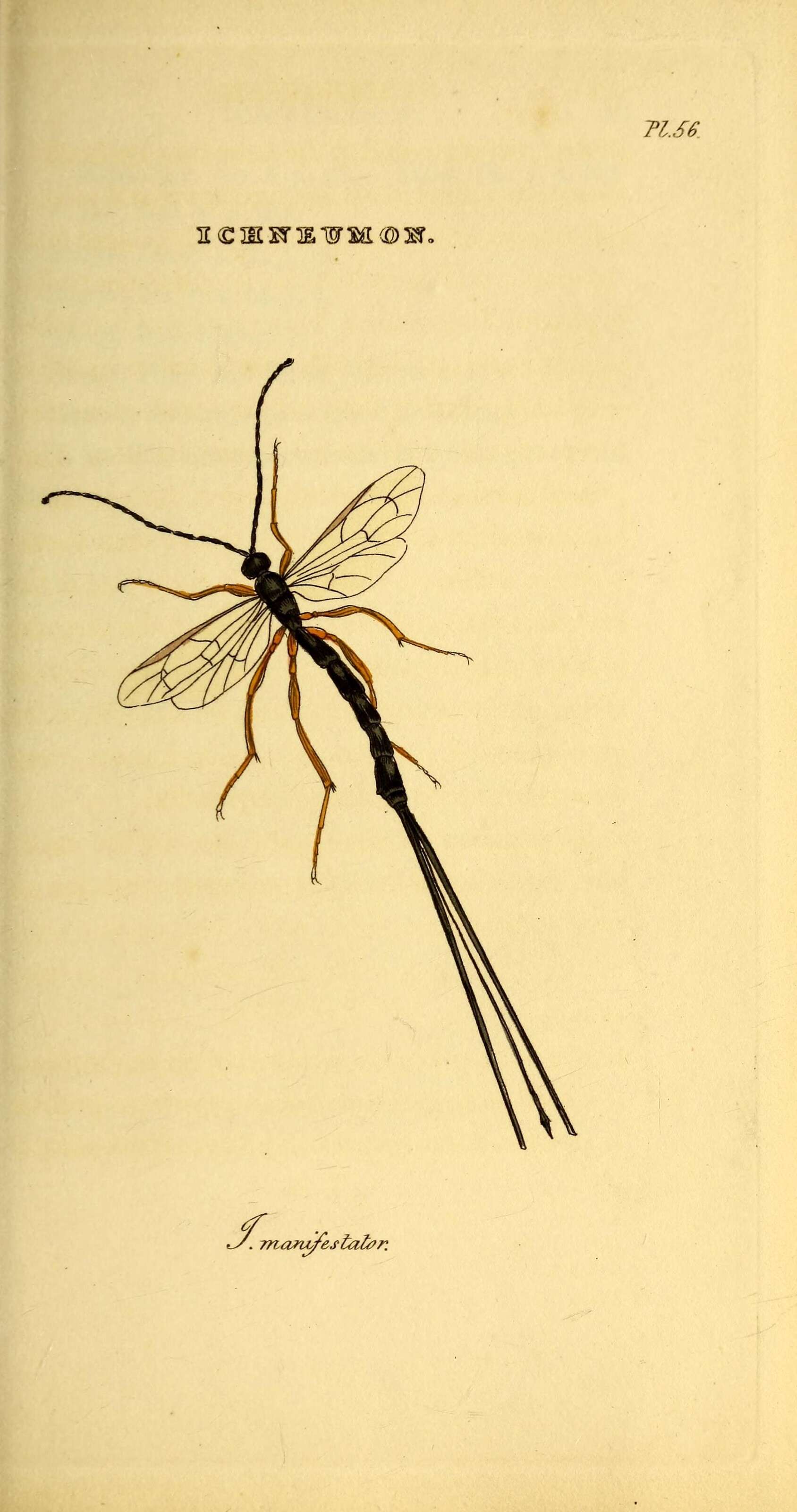 Plancia ëd Ichneumonidae