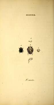 Image of Hister unicolor Linnaeus 1758