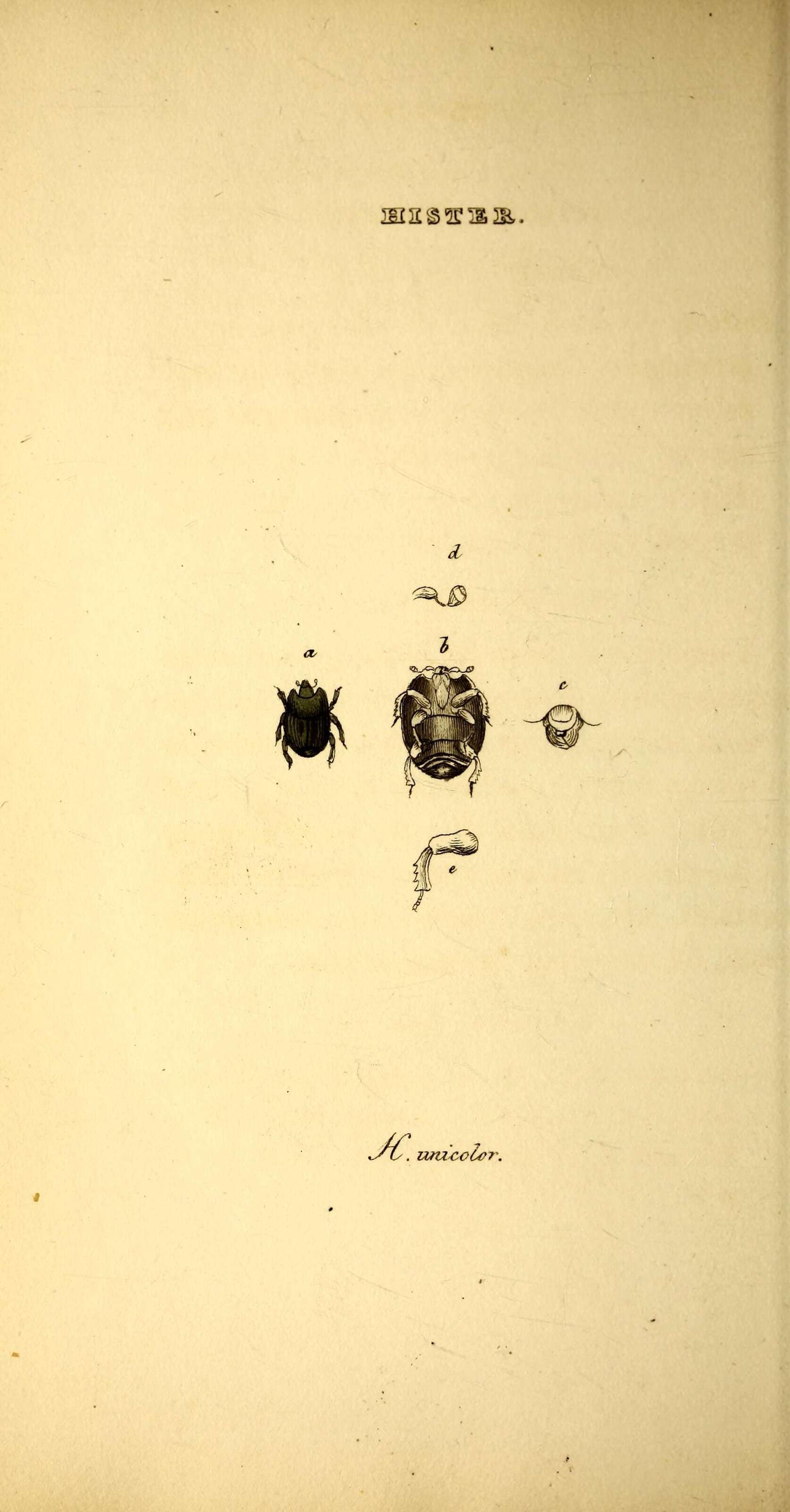 Hister unicolor Linnaeus 1758 resmi