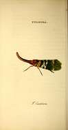 Image of fulgorid planthoppers
