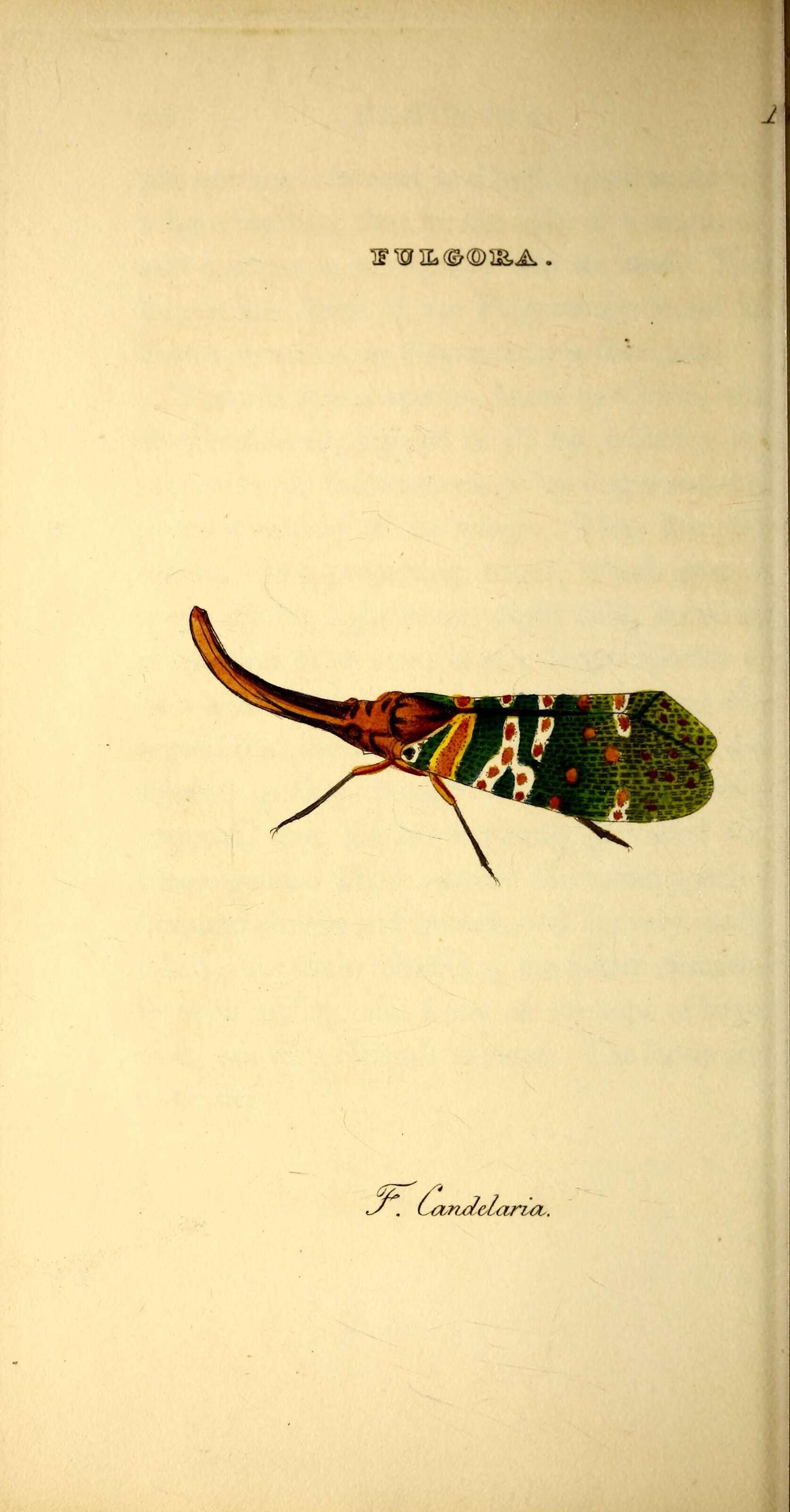 Image of fulgorid planthoppers