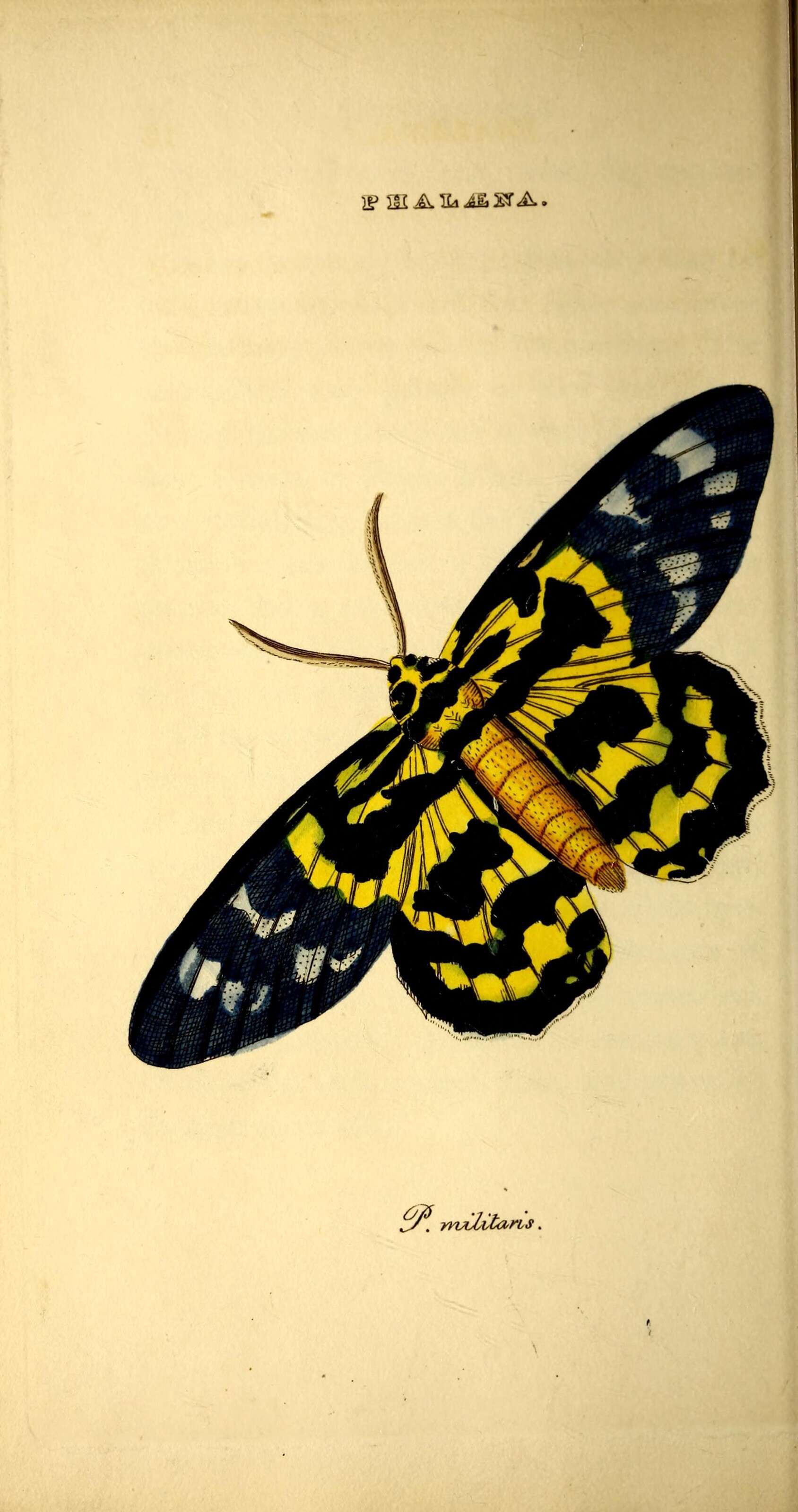 Image of Geometrid and Swallowtail Moths