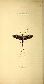 Image de Ephemera vulgata Linnaeus 1758