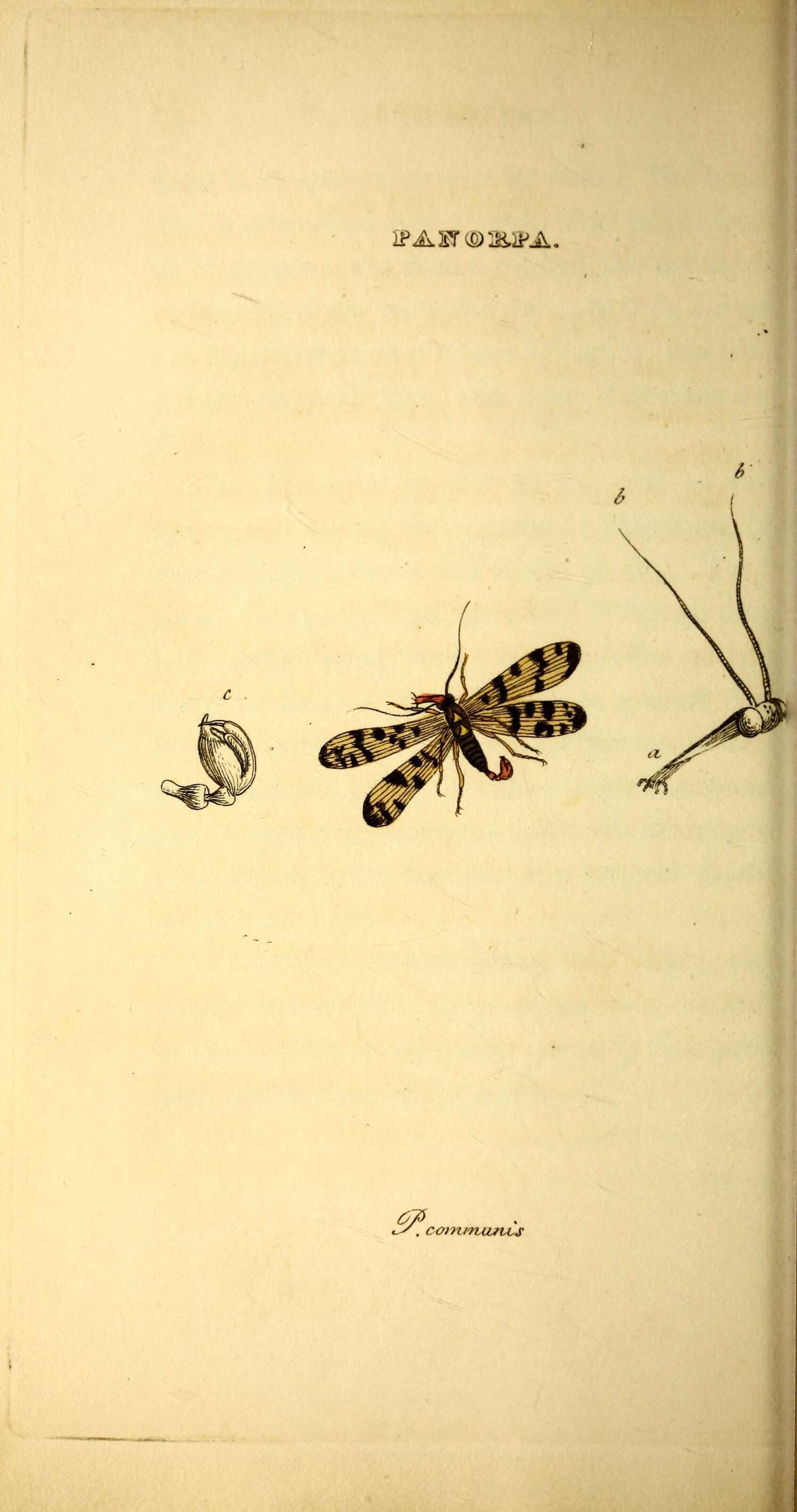 Слика од Panorpa communis Linnaeus 1758