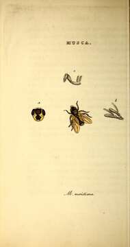 Image de Mesembrina meridiana (Linnaeus 1758)