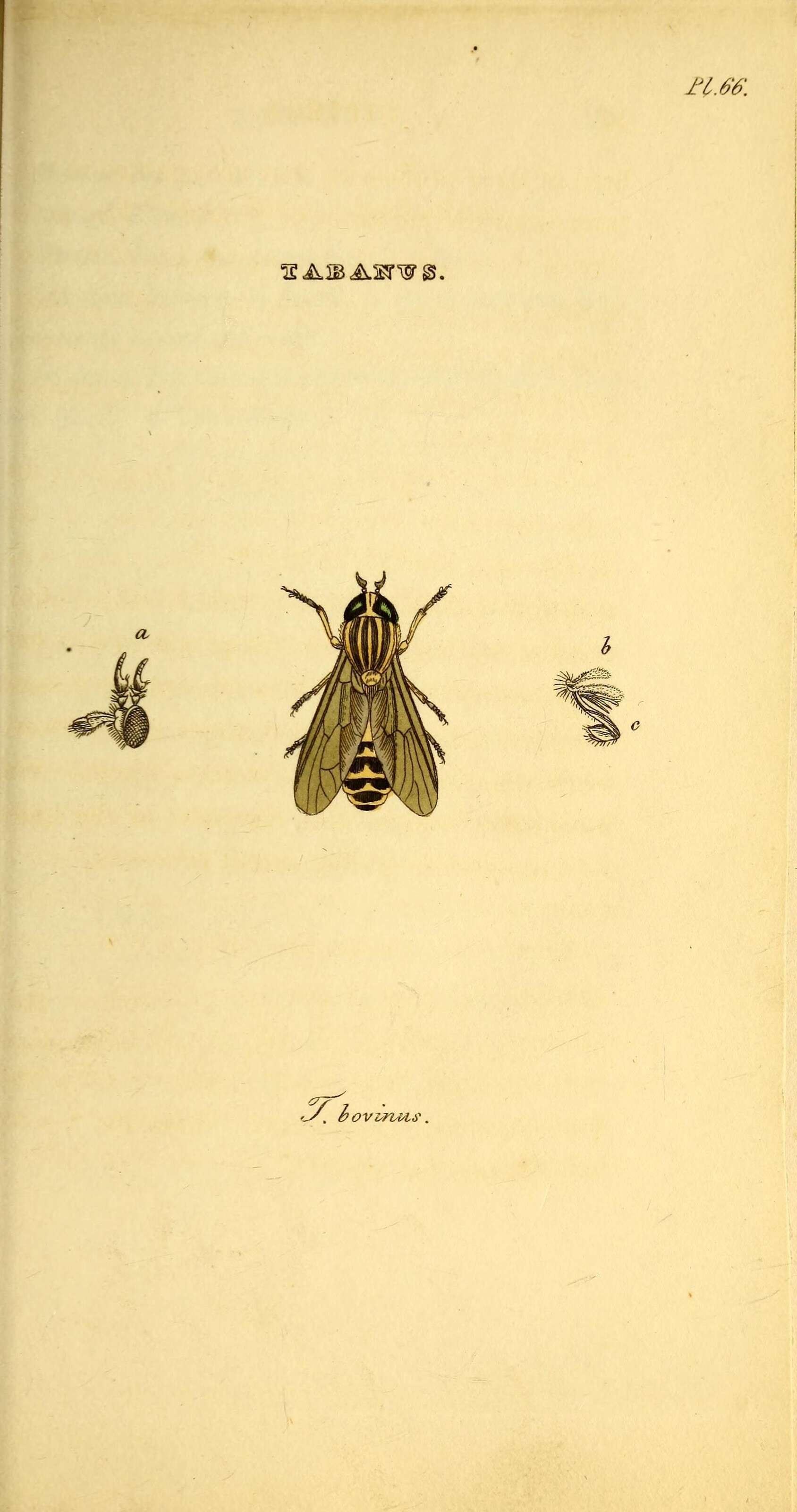 Image de Tabanus bovinus Linnaeus 1758