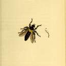 Imagem de Asilus ephippium Macquart 1855