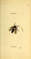 Imagem de Asilus ephippium Macquart 1855