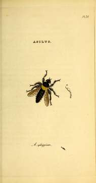Imagem de Asilus ephippium Macquart 1855
