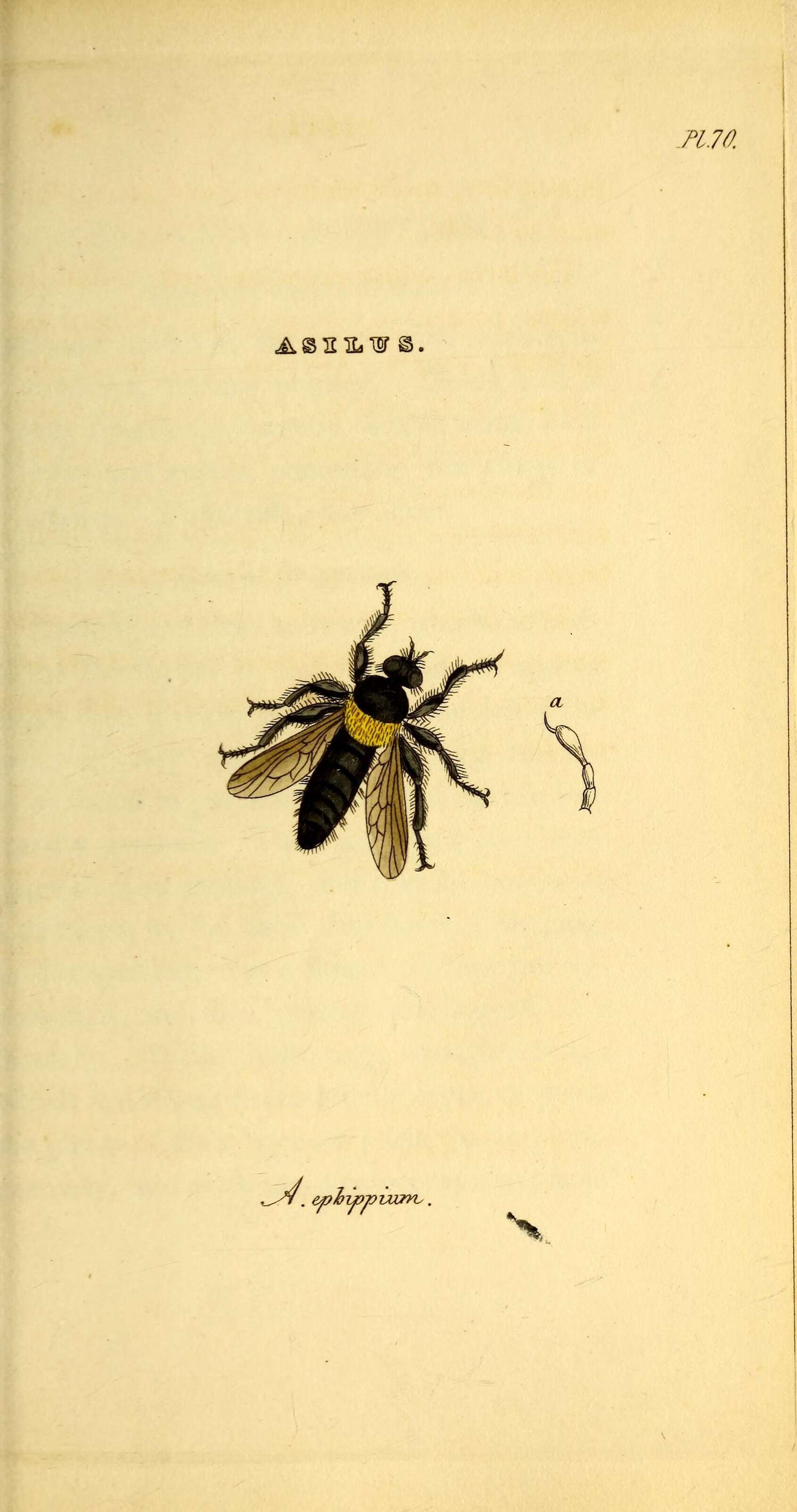 Image de Asilus ephippium Macquart 1855