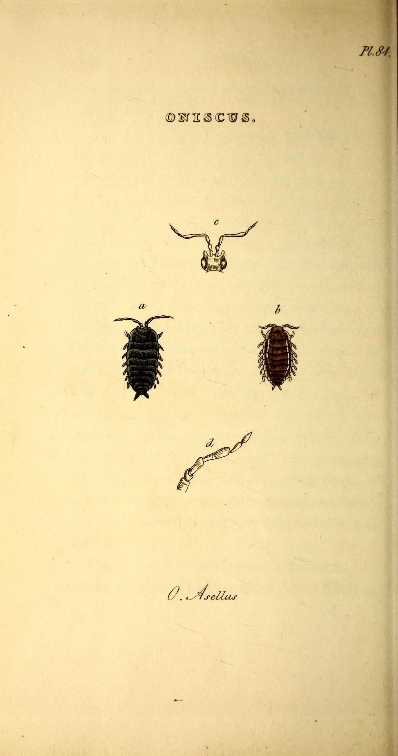 Image of sowbugs