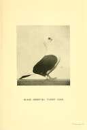 Image of Common Pigeon