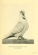 Image of Common Pigeon