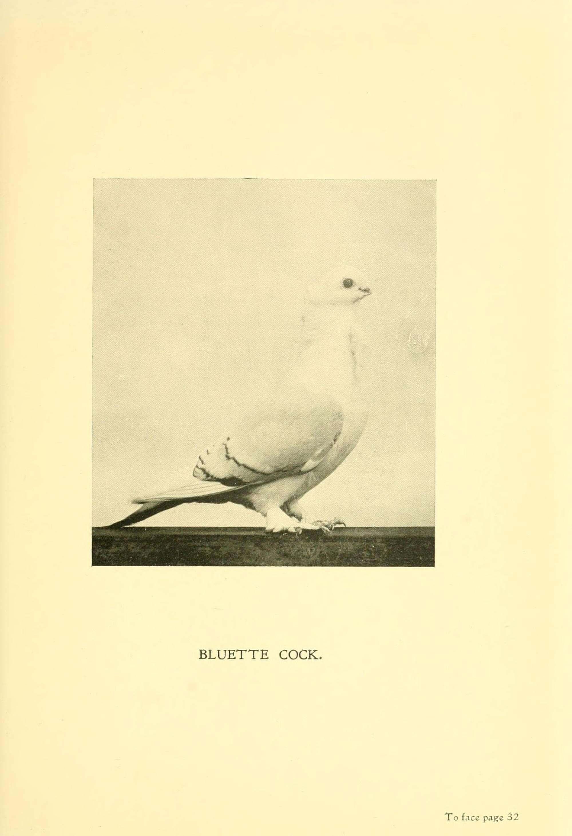 Image of Common Pigeon