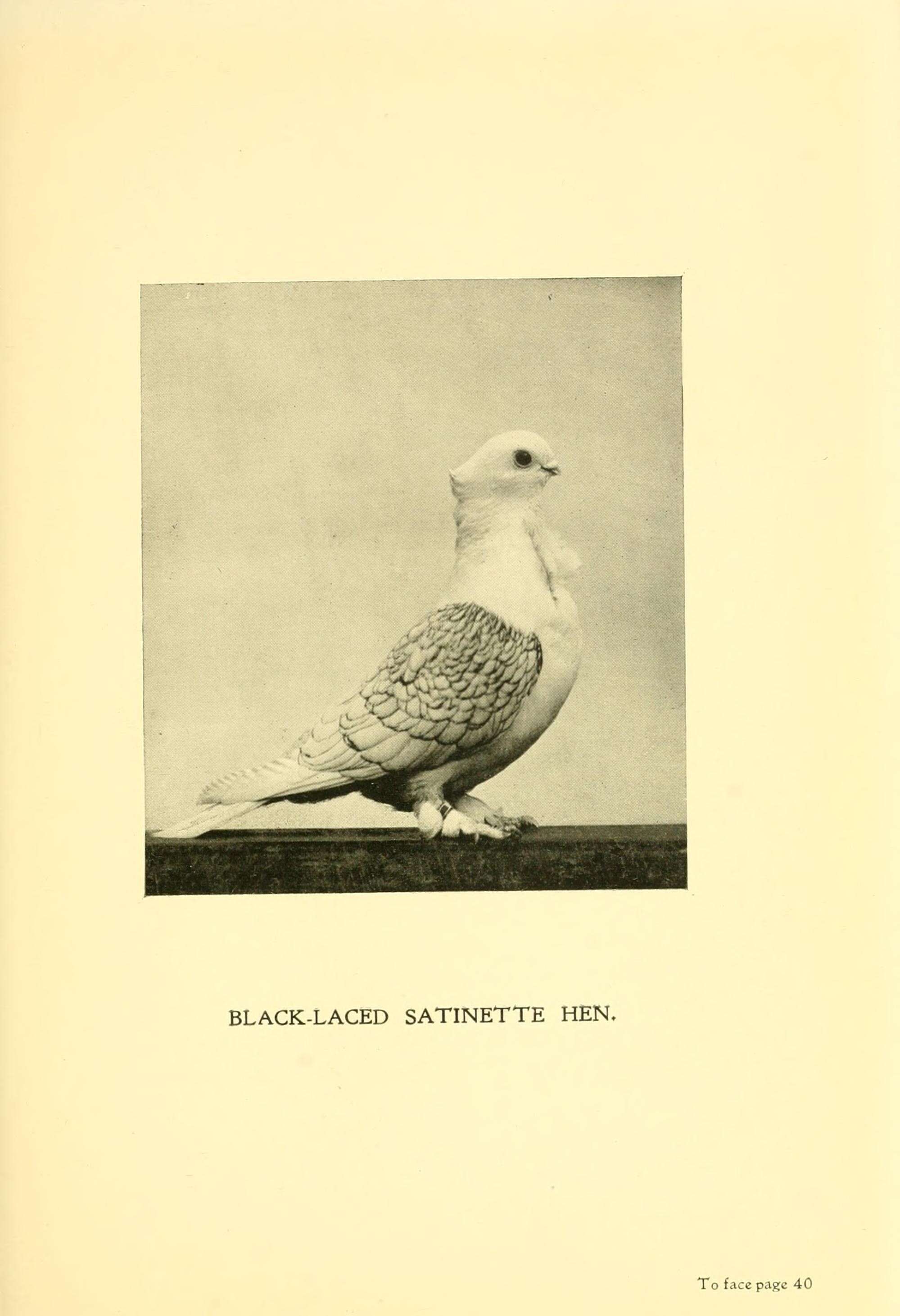 Image of Common Pigeon