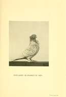 Image of Common Pigeon