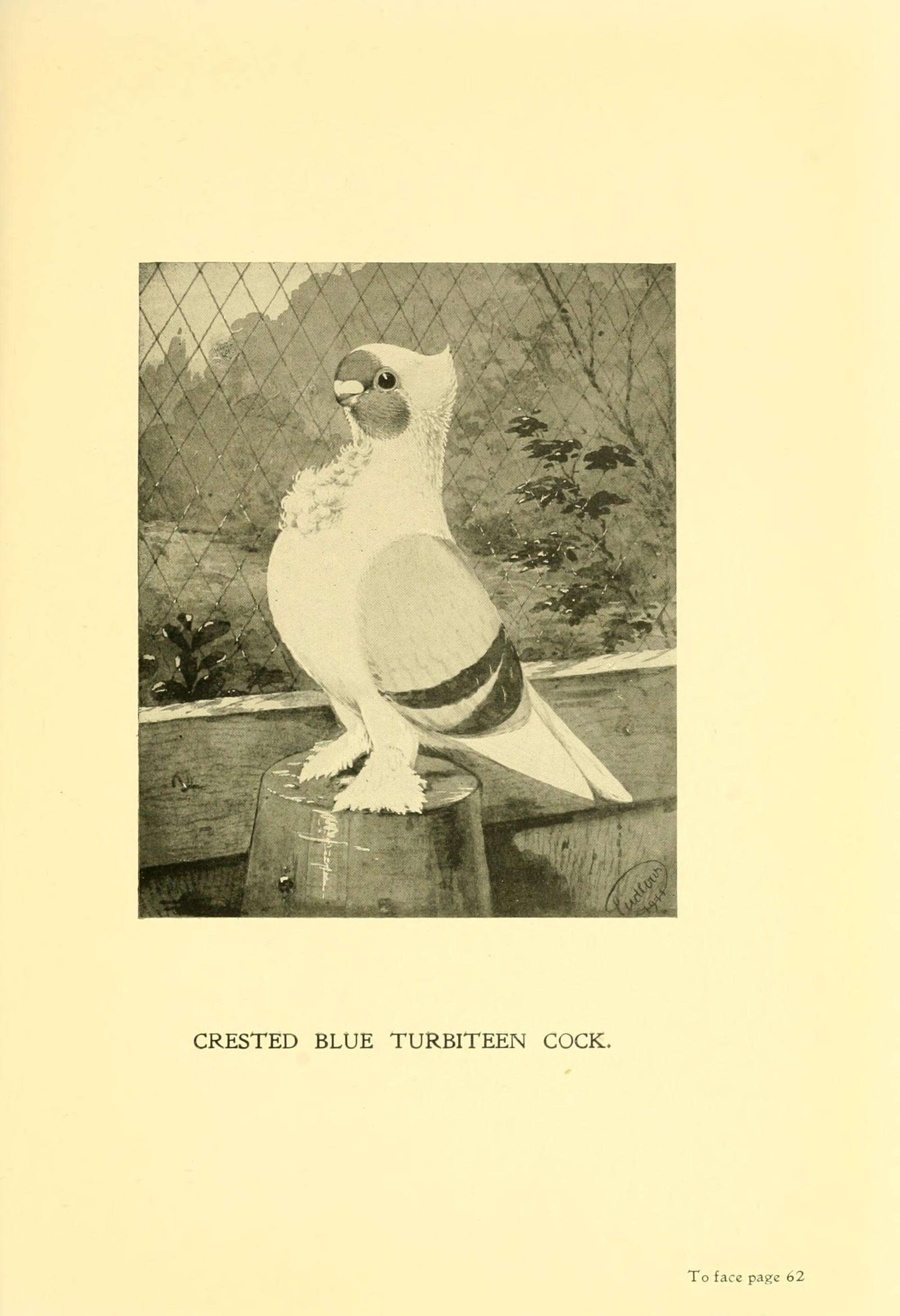 Image of Common Pigeon