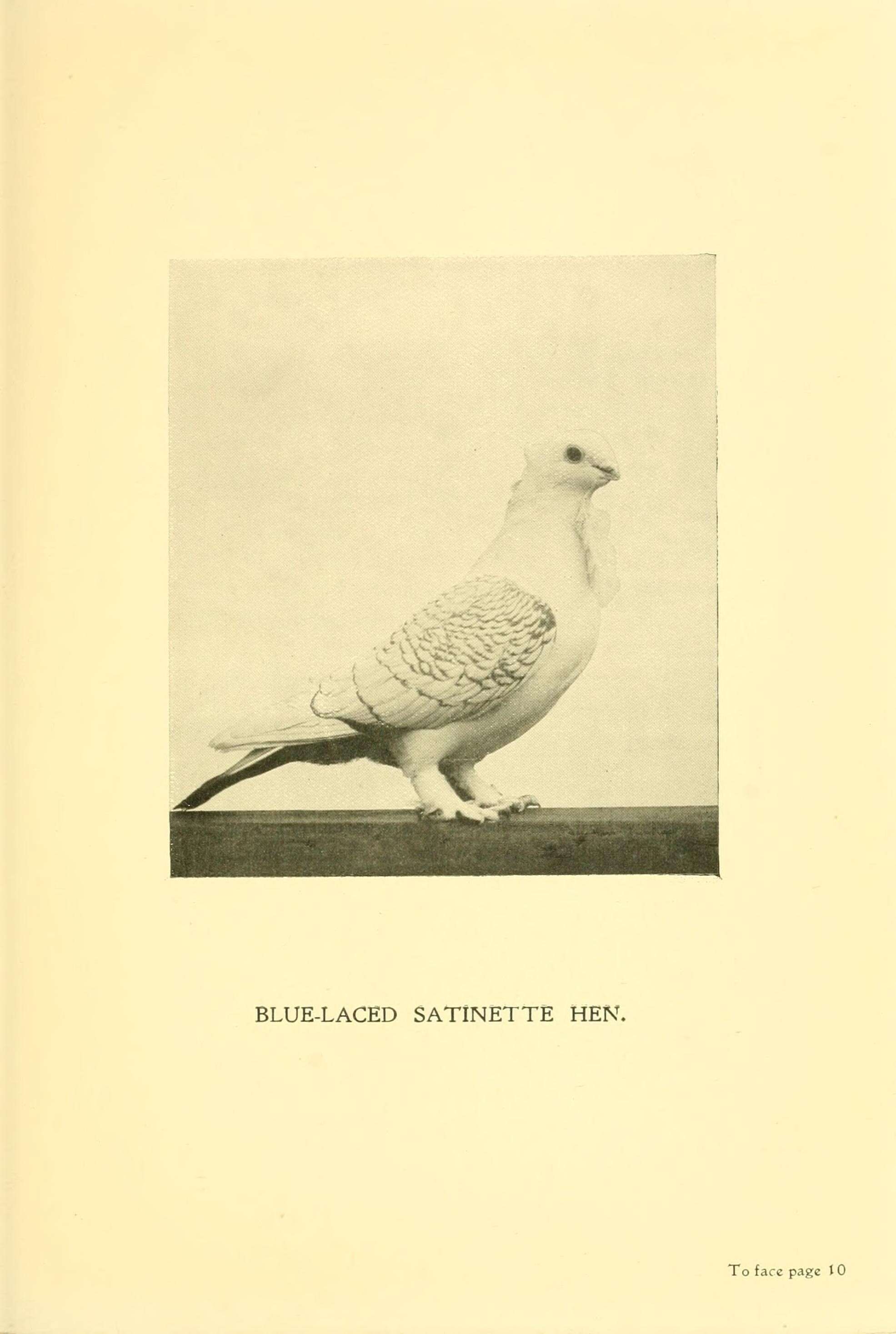 Image of Common Pigeon