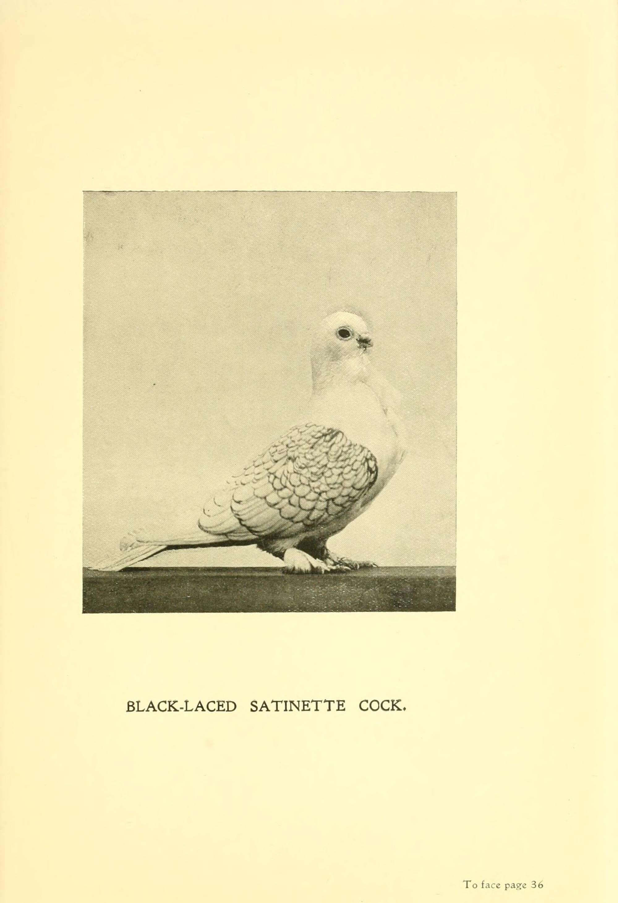 Image of Common Pigeon