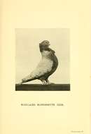 Image of Common Pigeon