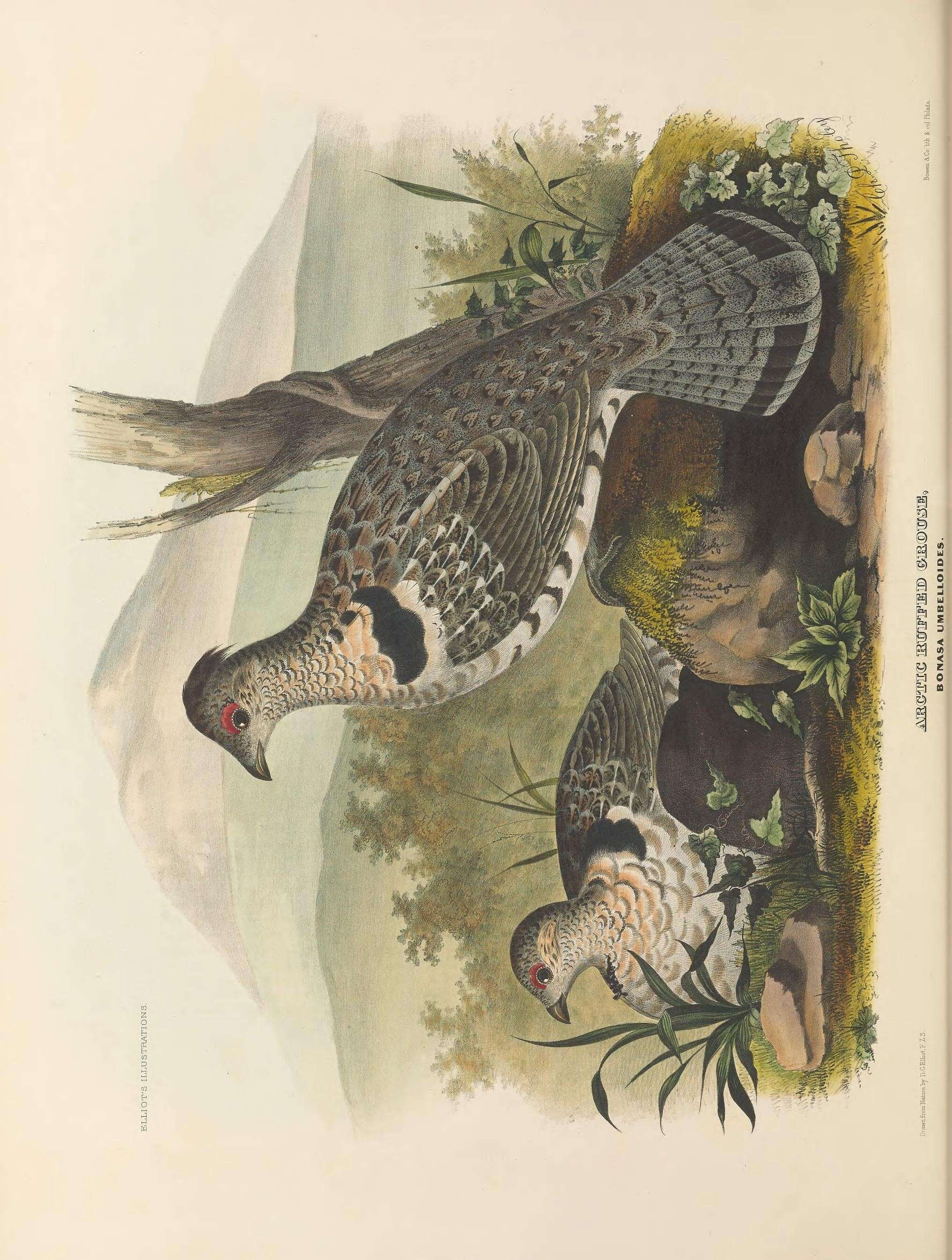 Image of Bonasa umbellus umbelloides (Douglas 1829)