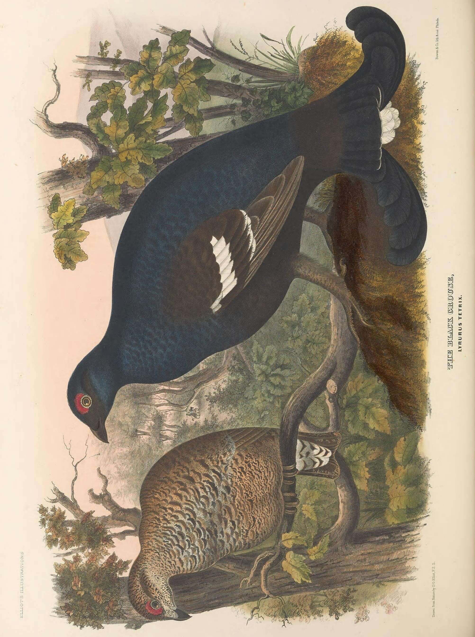 Image of Lyrurus Swainson 1832