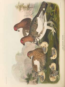 Image of Willow Grouse and Red Grouse