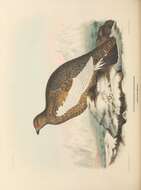 Image of Lagopus muta hyperborea Sundevall 1845