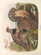 Image of Bonasa umbellus sabini (Douglas 1829)