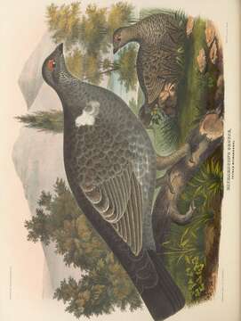 Image of Richardson Dusky Grouse