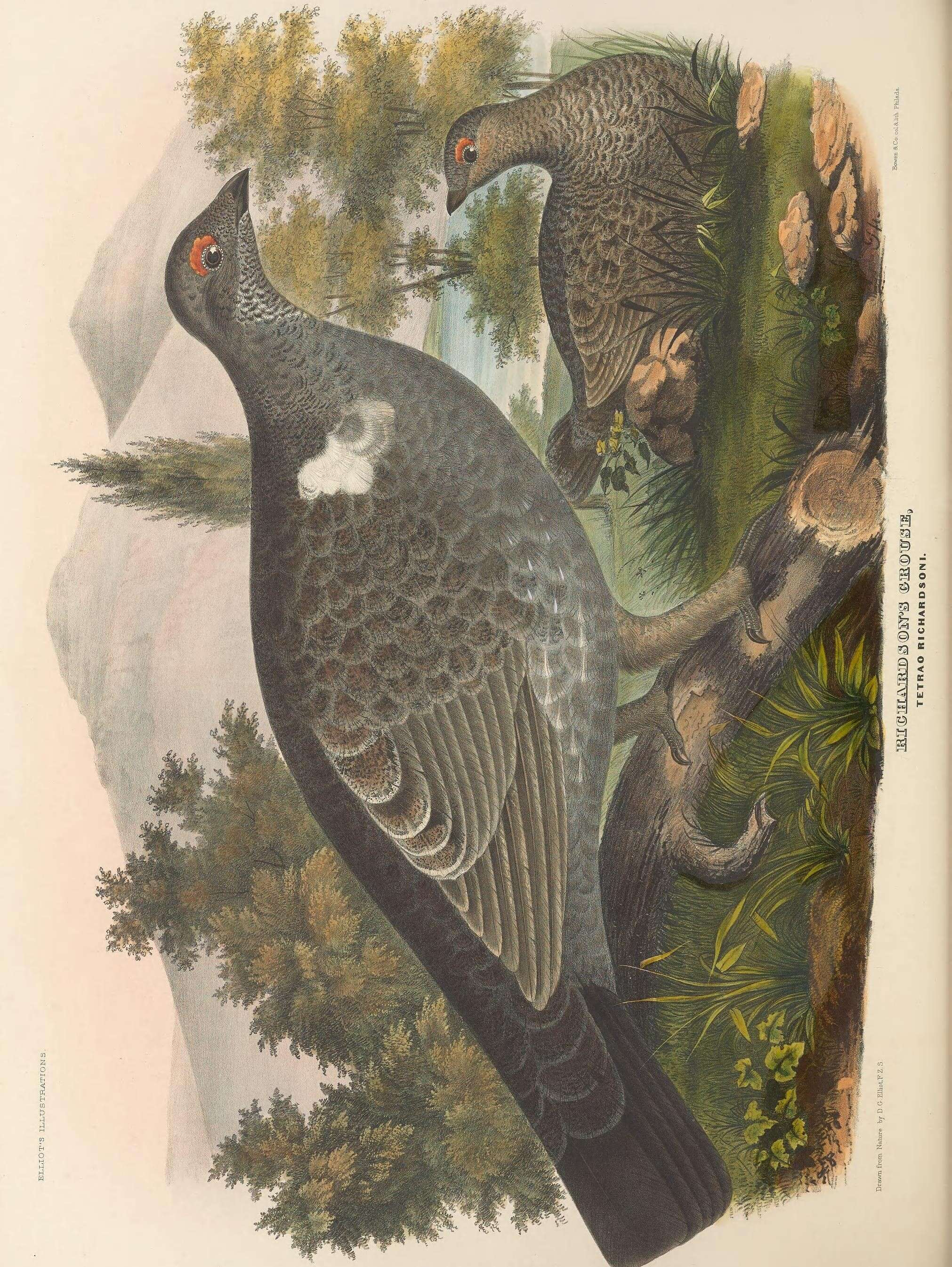 Image of Dendragapus obscurus richardsonii (Douglas 1829)