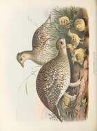 Image of Sharp-tailed Grouse