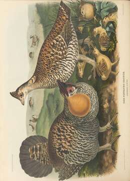 Image of Lesser Prairie Chicken