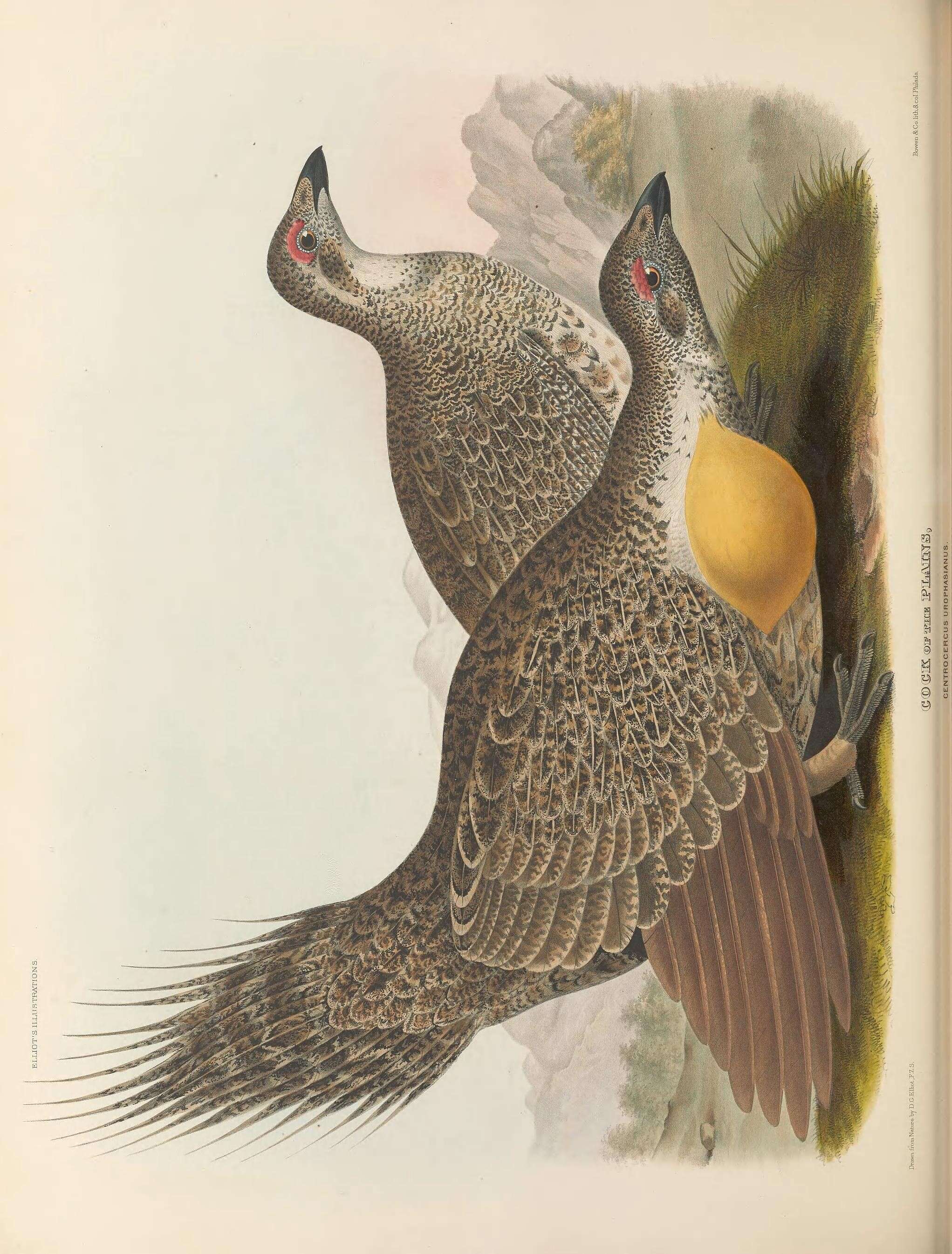 Imagem de Centrocercus Swainson 1832