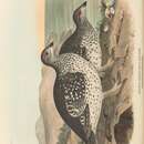 Слика од Tympanuchus phasianellus phasianellus (Linnaeus 1758)