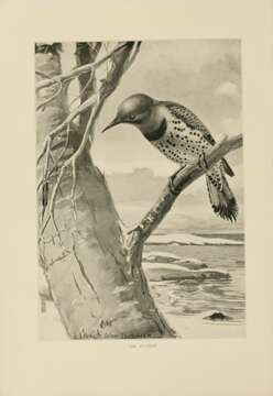 Image of Northern Flicker