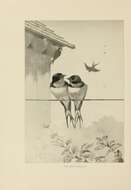 Image of Hirundo Linnaeus 1758