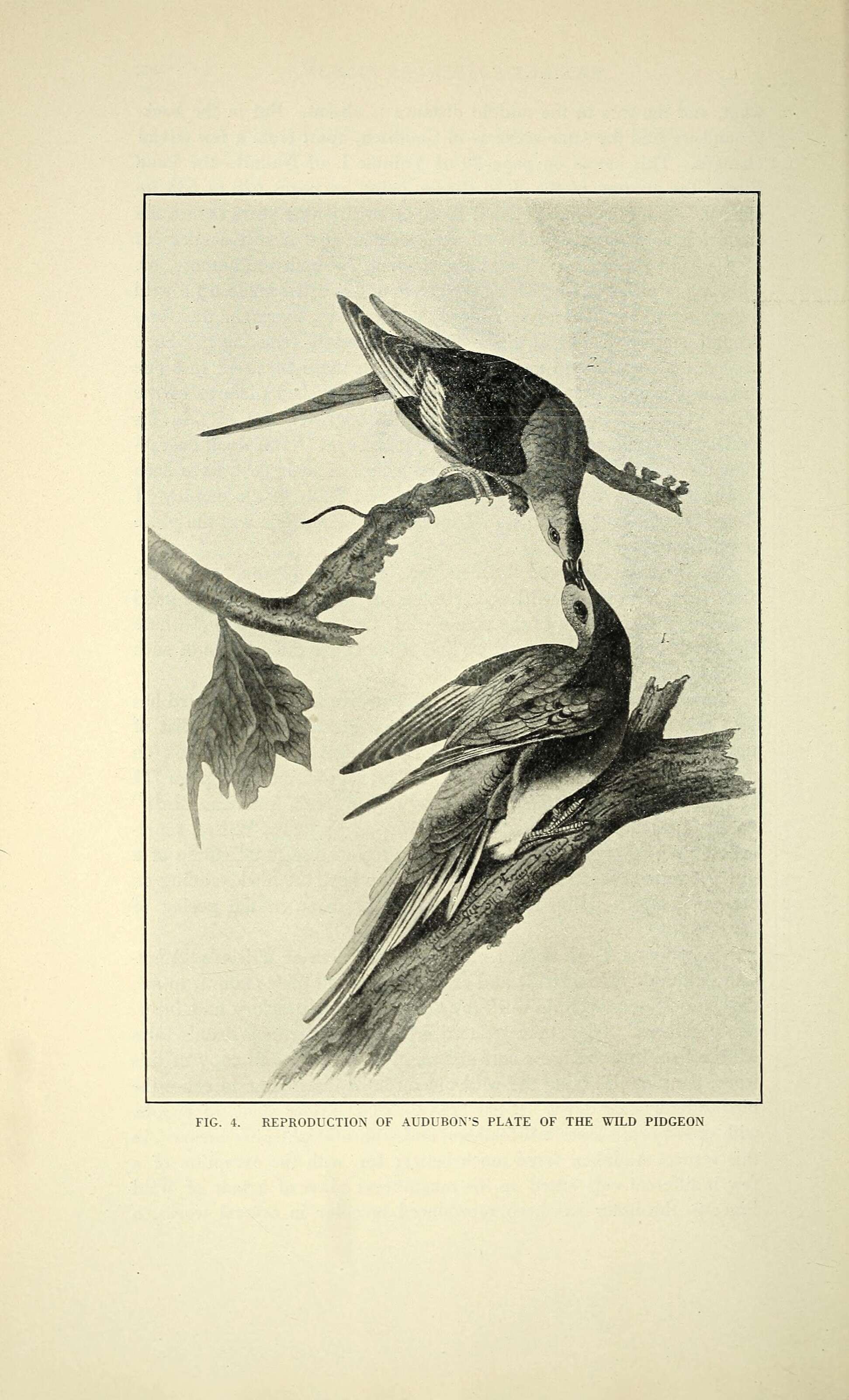 Image of Ectopistes Swainson 1827
