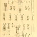 Image de Onychoteuthis banksii (Leach 1817)