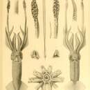 Imagem de Todaropsis eblanae (Ball 1841)