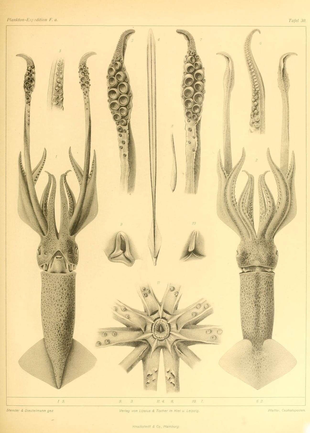 Image de Todaropsis Girard 1890