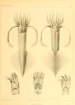 Image of clawed calamary squid