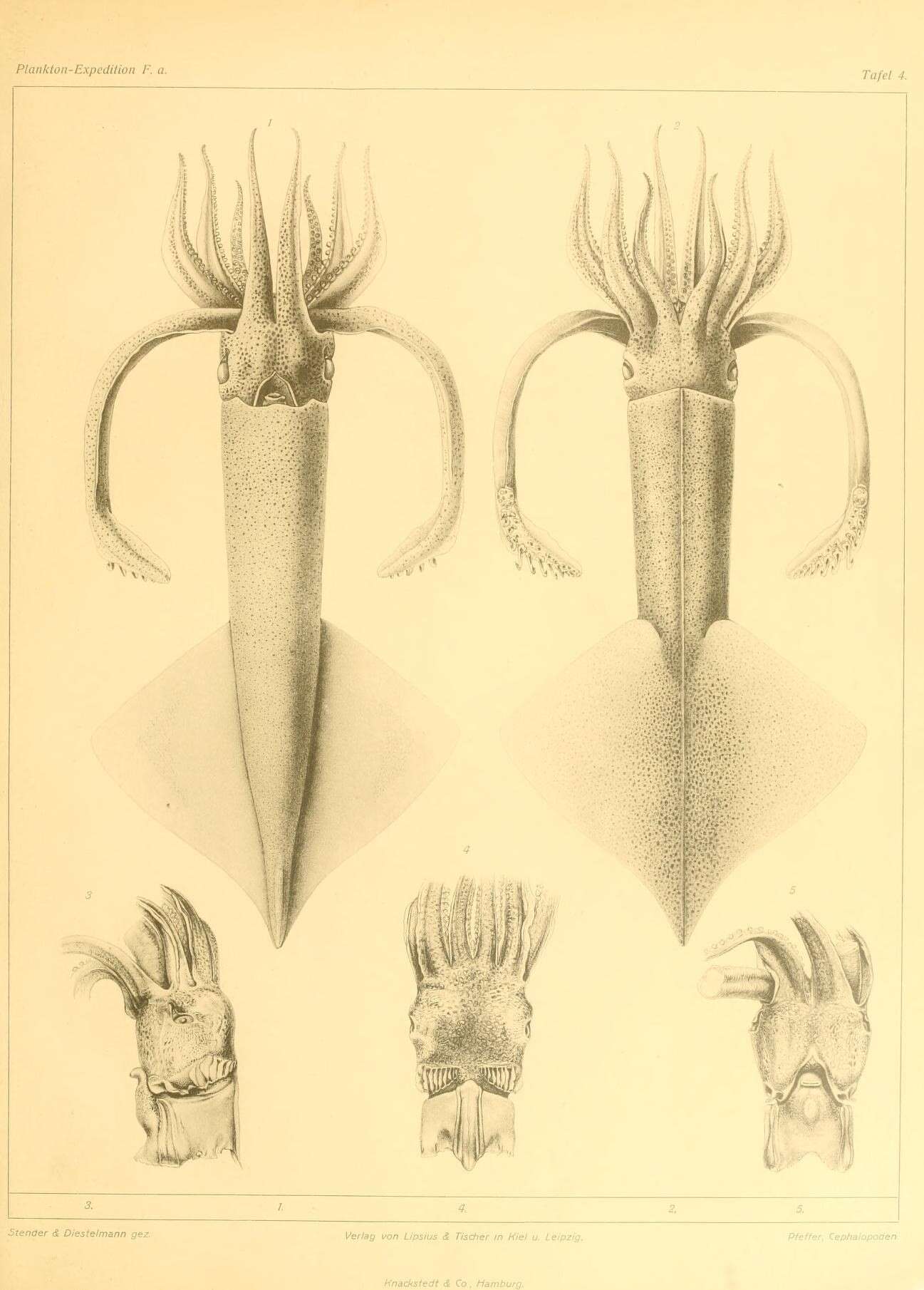 Image de Onychoteuthis banksii (Leach 1817)