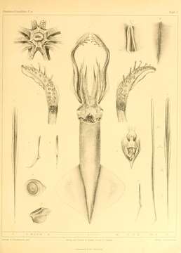 Image of clawed calamary squid