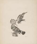 Image of Alcedo Linnaeus 1758