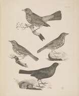 Image of Fieldfare