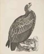 Image of White-tailed Eagle