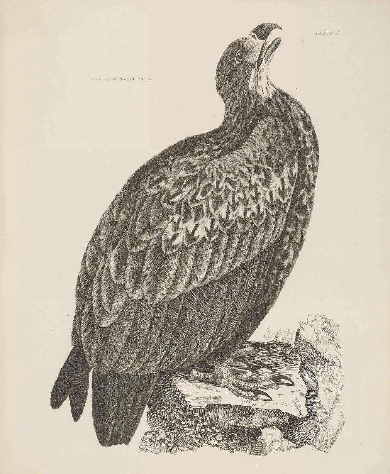 Image of White-tailed Eagle