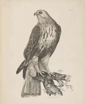 Image of Rough-legged Buzzard