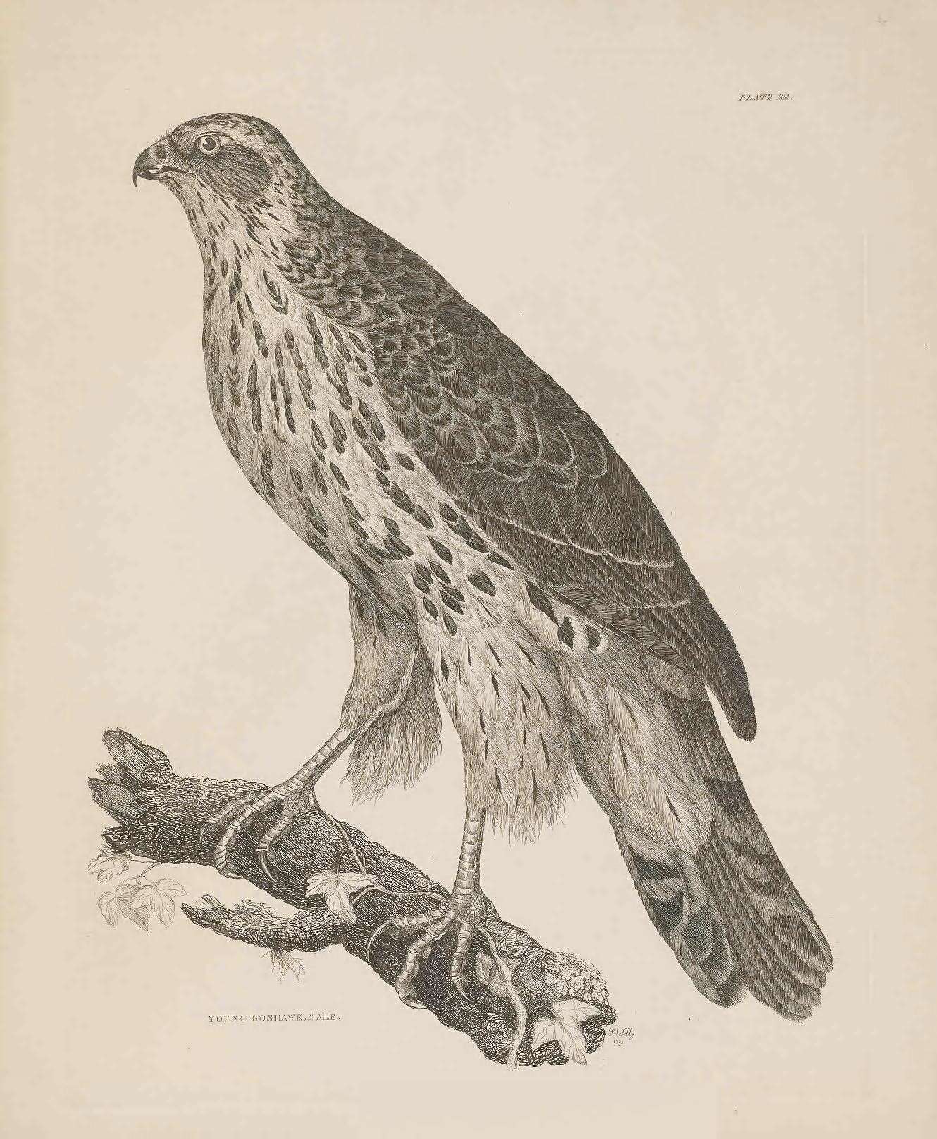 Image of Eurasian Goshawk